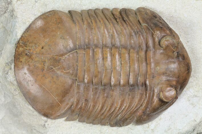 Big, Fat, Asaphus Latus Trilobite - Russia #99263